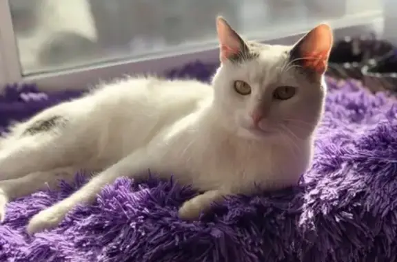 Найден белый кот с серыми пятнами на пр. Фрунзе 39а в Ярославле