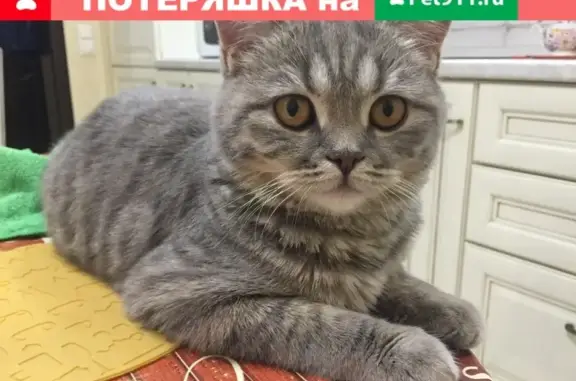 Кошки потеряшки, Островцы, фото: Потеряшка кошка в деревне Островцы, Московская область