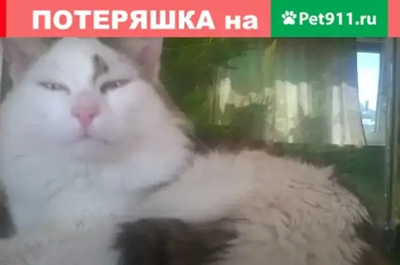 Пропала кошка на Заводской, Вартовск, вознаграждение!