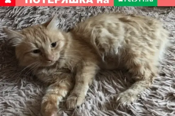Найден домашний кот на Пятницком шоссе