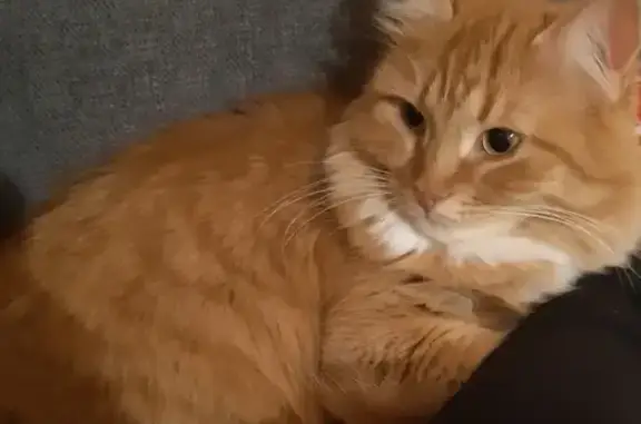 Кошки потеряшки, Санкт-Петербург, фото: Потеряшка рыжая кошка Алиса в Мурино, Ленобласть, 5Ак1