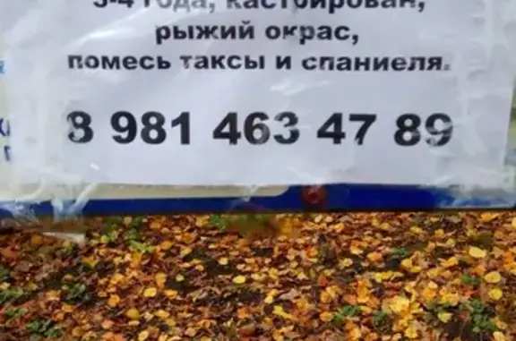 Собаки потеряшки, Калининград, фото: Потеряшка собака Арчик на улице Высоцкого в Калининграде