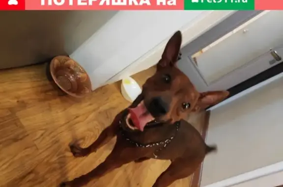 Собака Мальчик найдена во Владивостоке