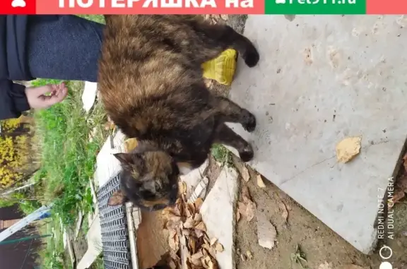 Найдена домашняя кошка в Сергиевом Посаде на Пограничной улице