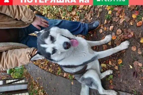 Собака-хаски найдена на ул. Сакко и Ванцетти, Малаховка