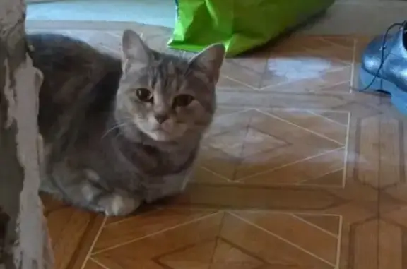 Найдена кошка на ул. Репина 5 в Краснодаре
