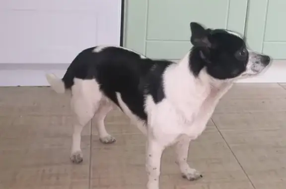 Найдена смешанная собака в Краснодаре