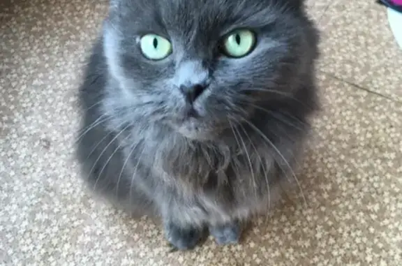 Кошки потеряшки, Москва, фото: Потеряшка кошка Боня, ул. Героев Понфиловцев 8к1, Москва