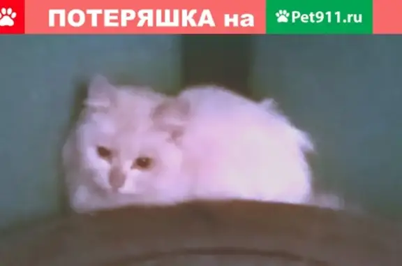 Найден ухоженный кот в ГСК-609, Самара, Ново-Садовая ул. 44а.