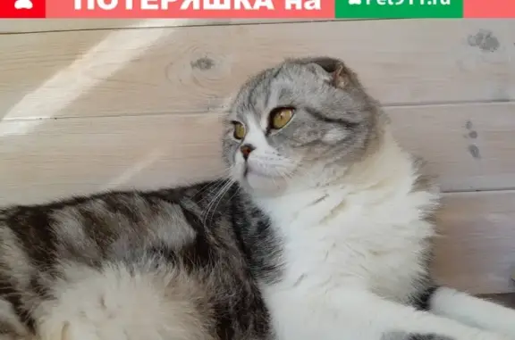 Потерянные животные Чита, фото: Пропала кошка на Правобережном пр-д, Забайкальский край, Россия