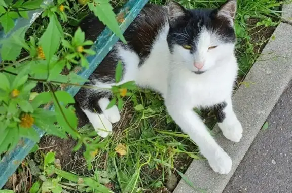 Найден котик в поселке Мосрентген, нужна помощь!