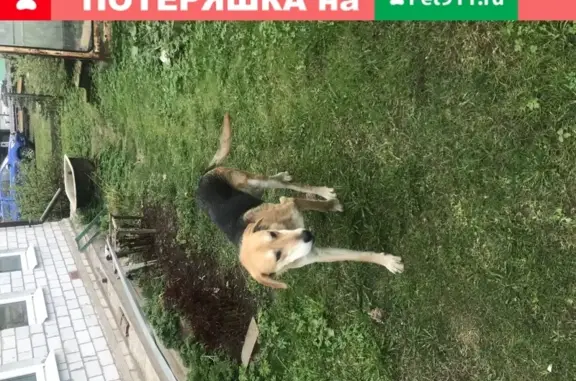 Пропала собака в СНТ Сиверский, Рыбицы, Россия