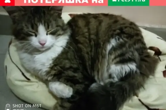 Найден кот в Омске на Красном пути