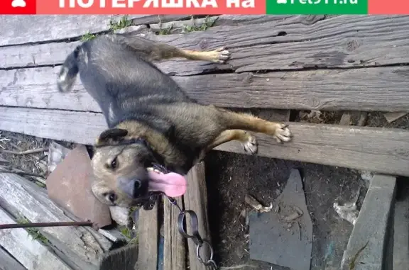 Пропала собака Джим в Прокопьевске, Изыскателей 7