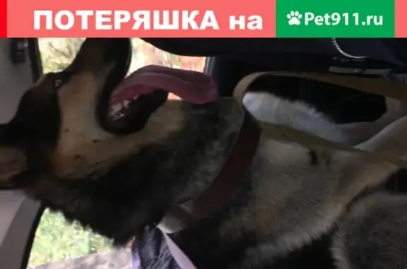 Собака Овчарка ищет хозяев в Пятигорске