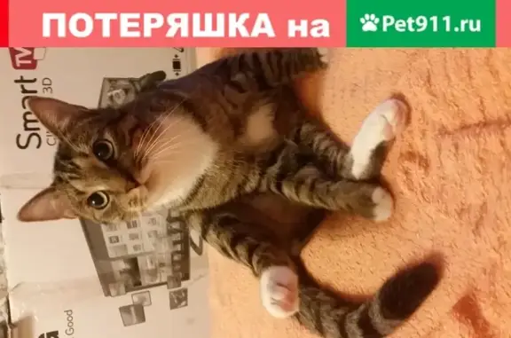 Кошки потеряшки, Санкт-Петербург, фото: Потеряшка кот по ул. Бабушкина, 99 (Невский район)