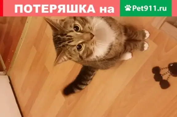 Кошки потеряшки, Санкт-Петербург, фото: Потеряшка кот на улице Бабушкина, 99 (Невский район)