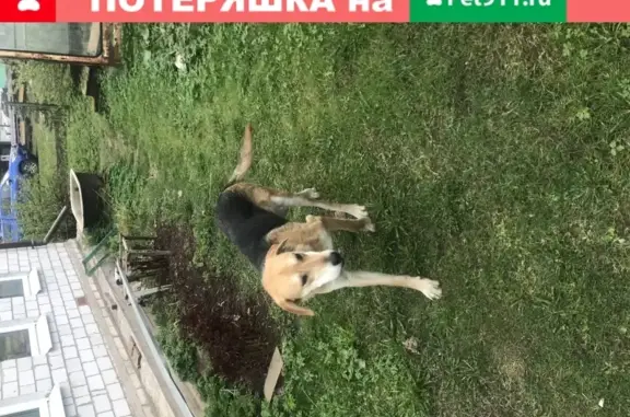Пропала собака в Рыбице, Ленобласть