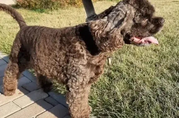 Собака найдена в Михайлово-Ярцевском поселении, Москва