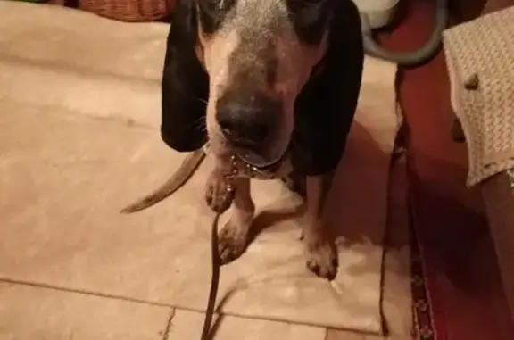 Найденные животные Москва, фото: Найдена собака без хозяев в Марушкинском поселении