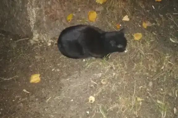 Найдена домашняя кошка на 2-й Владимирской 58 в Москве