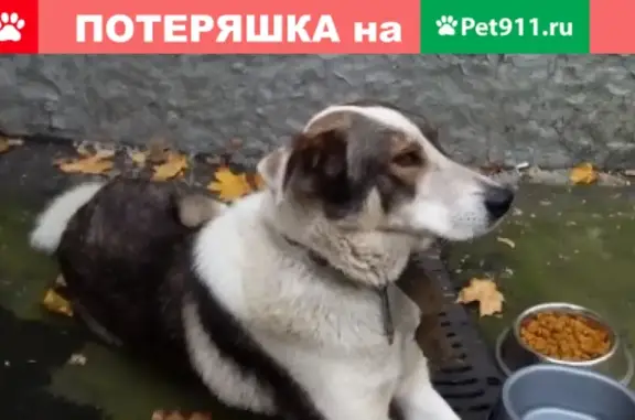 Найдена собака, Москва, фото: Найдена собака возле дома на Рязанском проспекте 78/1.