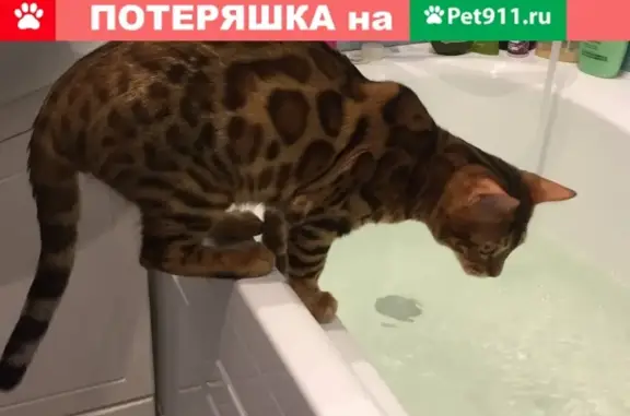 Кошки потеряшки, Новосибирск, фото: Кот бенгал пропал на Высоцкого, 64