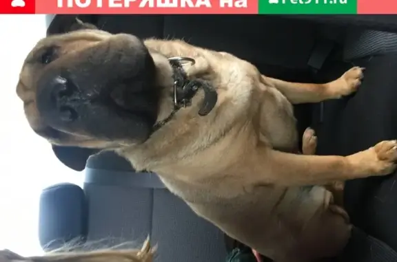 Собака с ошейником найдена в Балашихе