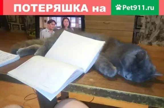 Пропала кошка на ул. Павлодарская, Ростов-на-Дону