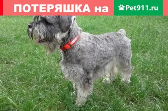 Пропала собака Адель в лесу у водопада Козырек, с. Передовое