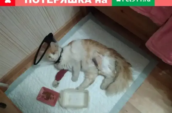Найдена кошка с раной и переломами на ул. р. Беляевой
