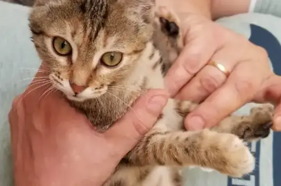 Кошки потеряшки, Москва, фото: Потеряшка кошка Тося, Москва, Шокальского 49к2