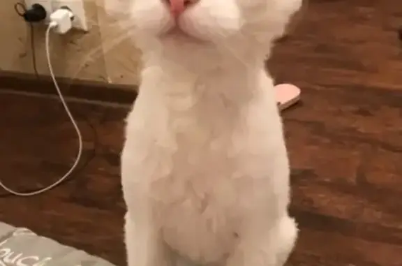 Кошки потеряшки, Москва, фото: Потеряшка глухая кошка возле метро Бабушкинская Москва