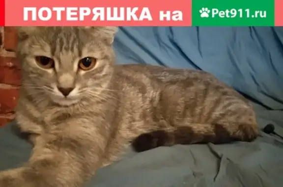 Пропала пепельно-серебристая кошка в Королеве, мкр-он Первомайский, ул. Кирова и Солнечная.