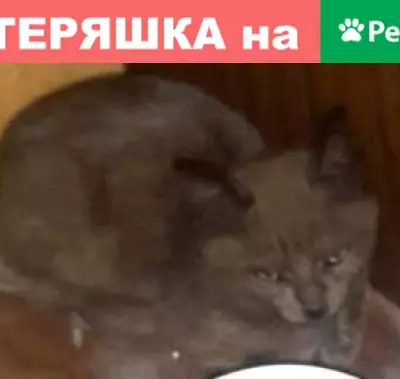 Пропал котенок, адрес: ул. Кирова, 73А, Королёв.