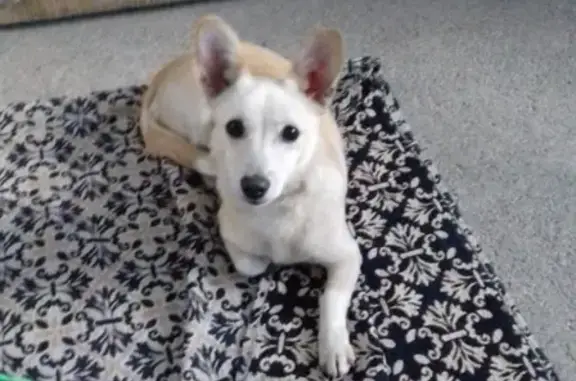 Потерянные животные Минеральные Воды, фото: Пропала собака Булочка в Минеральных водах, дом 9.