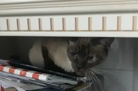 Найдена тайская кошка на Шолохова