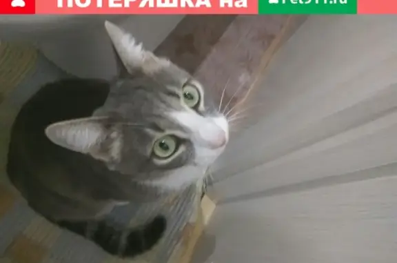 Найдена кошка у дома 21 на ул. Киренского