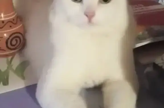 Кошки потеряшки, Вожега, фото: Потеряшка кошка с синим ошейником в Вожеге