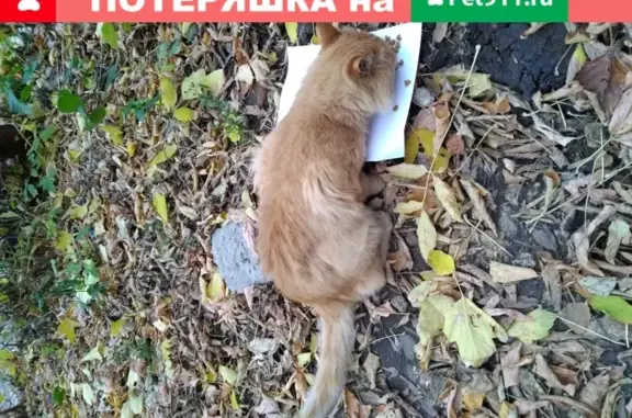 Найден рыжий кот на пр. Ленина 1, Искровская 1