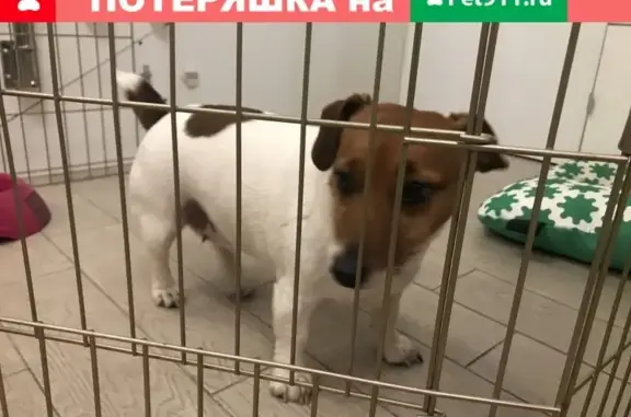 Найдена собака в Малаховке, ул. Республиканская 20