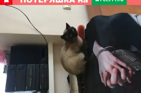 Найден кот на Обской ул. 50/1 в Новосибирске