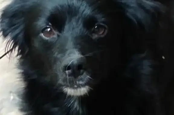 Найдена собака в Советском районе Ростова-на-Дону