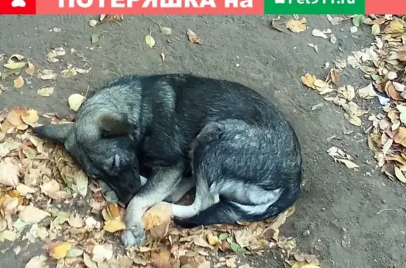 Найдена собака на ул. Туполева, возраст 1,5 года, серый окрас.