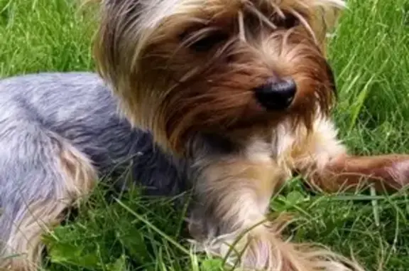 Пропала собака Йоркширский терьер в Киржаче, Владимирская область