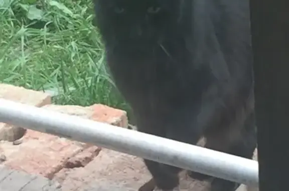 Кошки потеряшки, Москва, фото: Потеряшка кошка на улице Архитектора Власова, 13к2