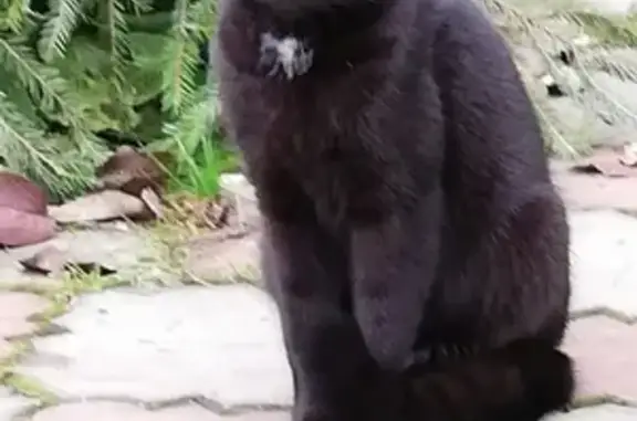 Найден черный котик с белой манишкой в Истре