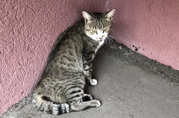 Чистенький кот на улице Кижеватова, Пенза
