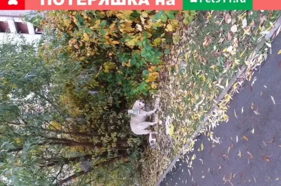 Найден белый лабрадор с ошейником в СПб