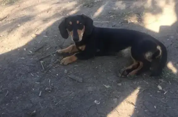 Пропала собака на улице Кооперативная 43, Краснодарский край